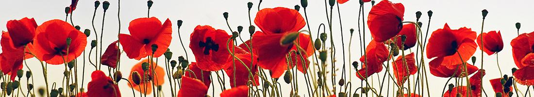 Armistice Day Exhibit